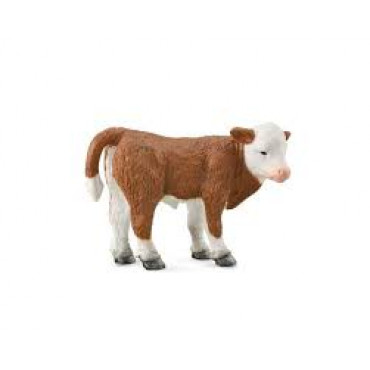 Hereford Calf Standing