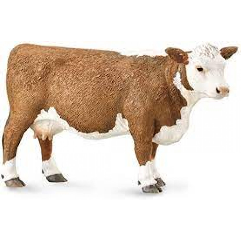 Hereford Cow