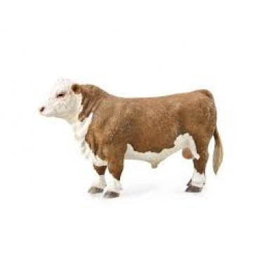 Hereford Bull (Polled)