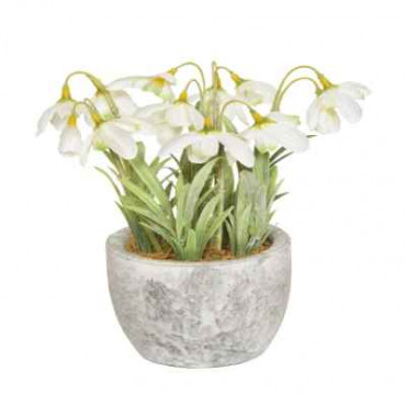 Snowdrop In Pot 18Cm