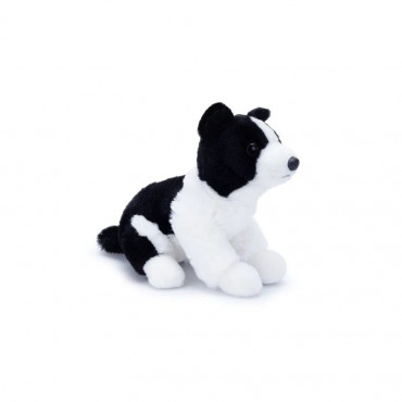 Lola The Border Collie