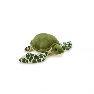Charlotte The Turtle