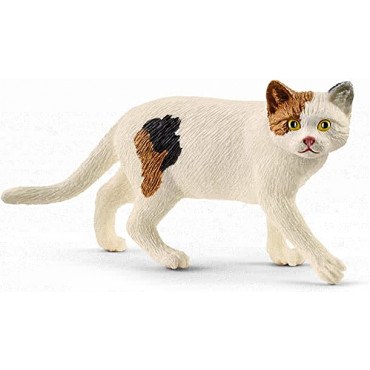 American Shorthair Cat