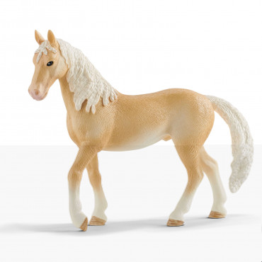 Akhal Teke Stallion