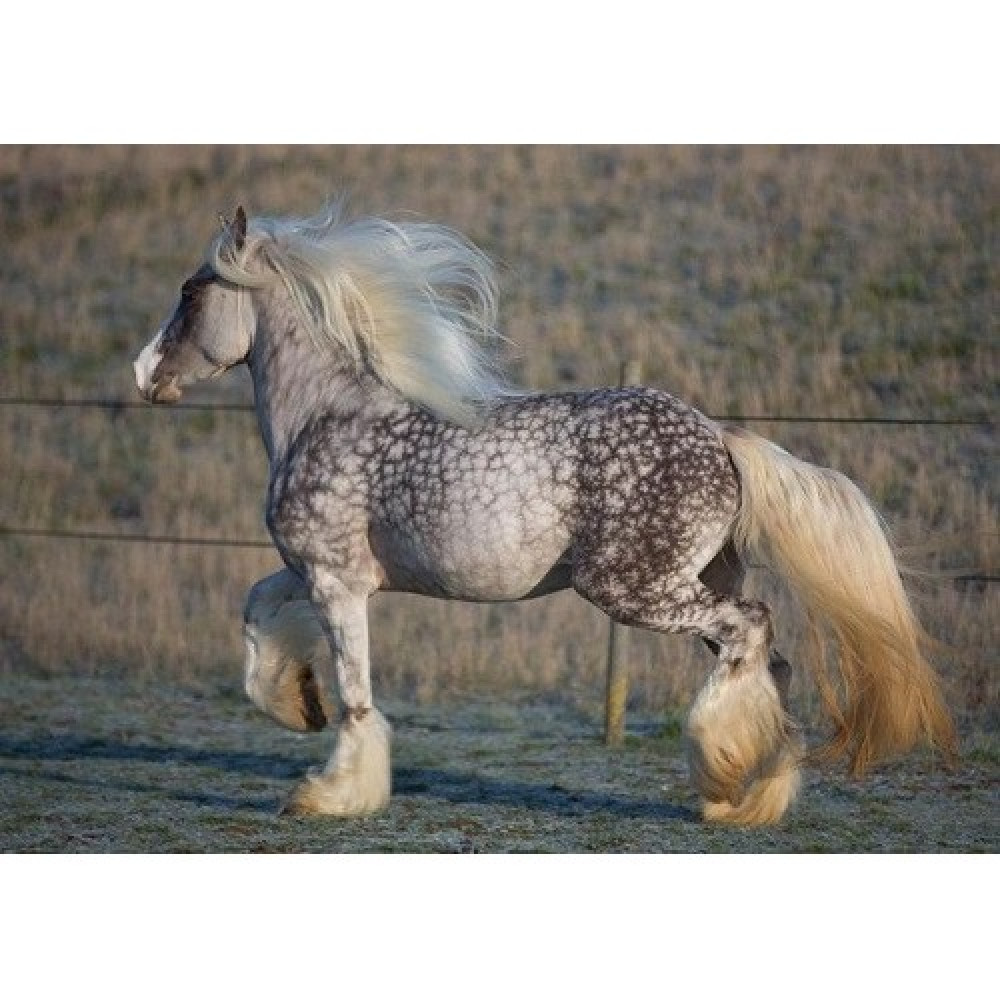 Silver Dapple Mare