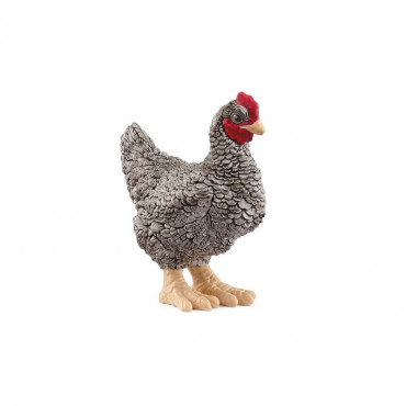 Plymouth Rock Chicken