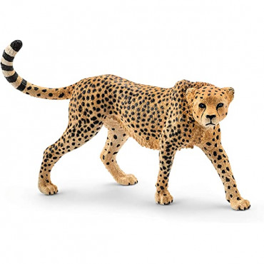 Cheetah Female