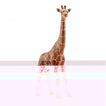 Giraffe Female