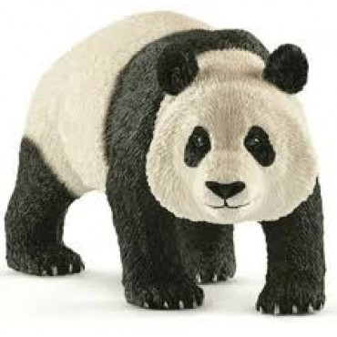 Giant Panda Male