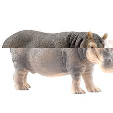 Hippopotamus