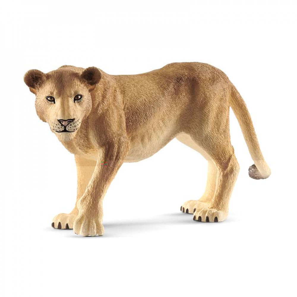 Lioness