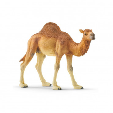 Dromedary