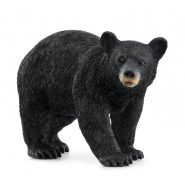 AMERICAN BLACK BEAR