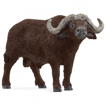 African Buffalo