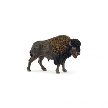 Bison