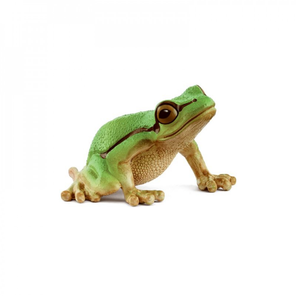 European Tree Frog