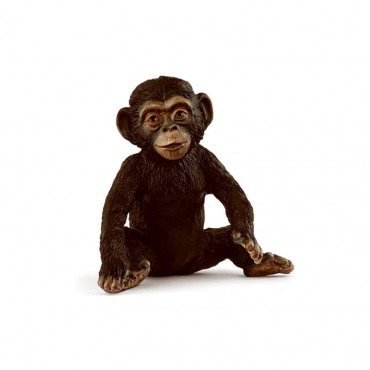 Chimpanzee Cub