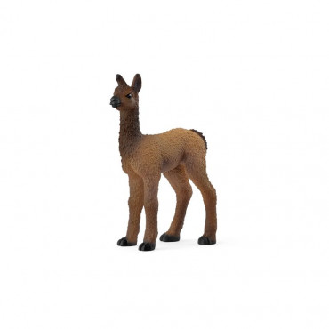 Llama Foal