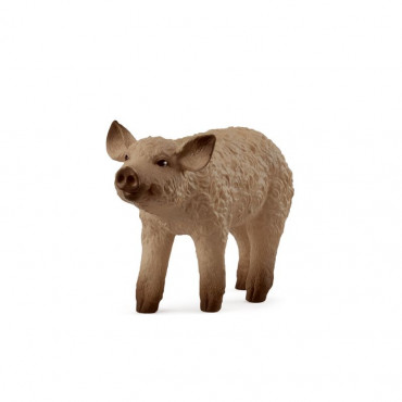 Mangalica Piglet