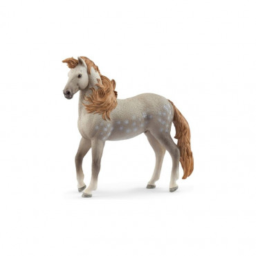 Andalusian Stallion