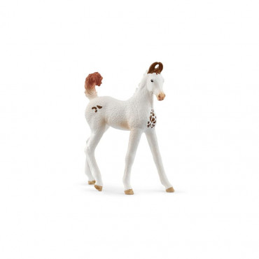 Marwari Foal