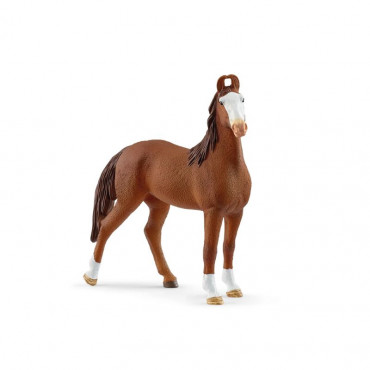Marwari Mare