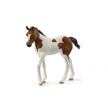 Paint Horse Foal