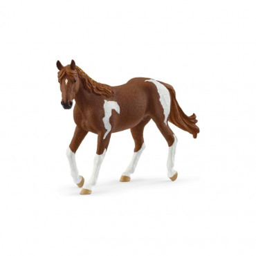 Paint Horse Mare