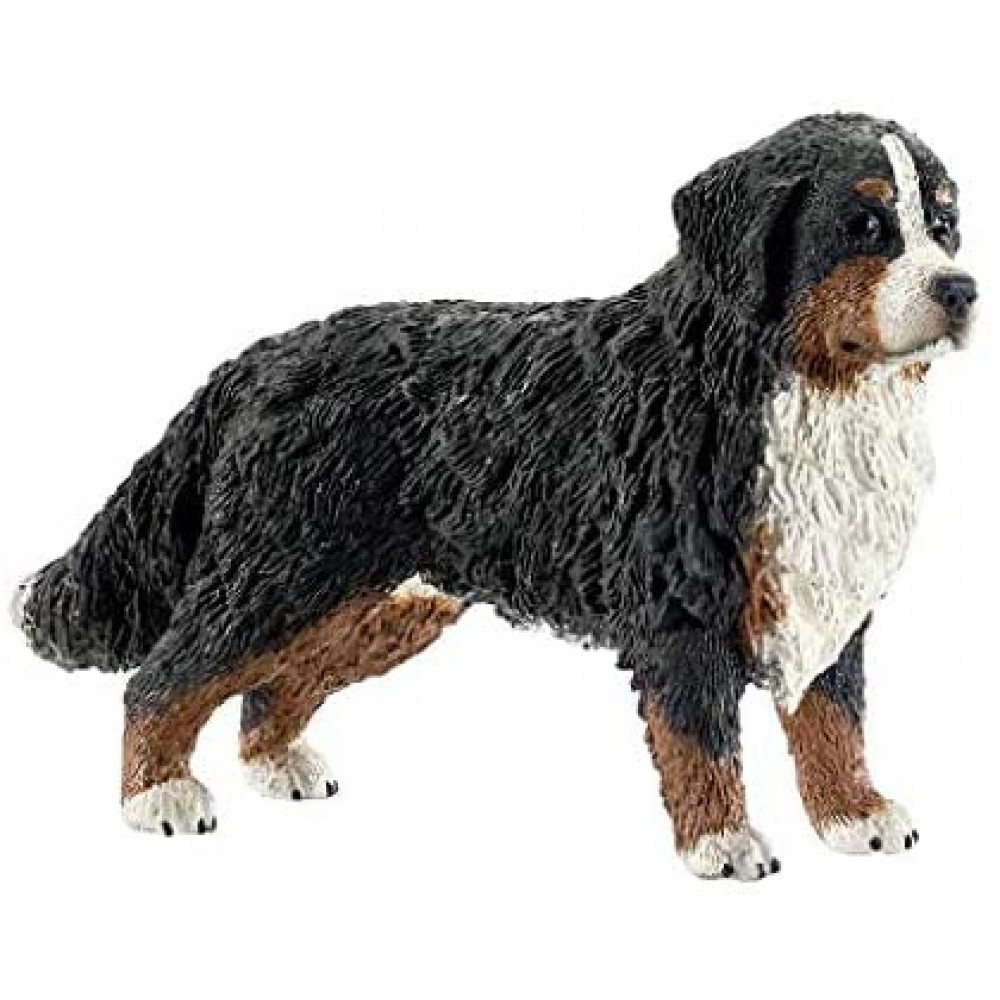 Bernese Mountain Dog Female