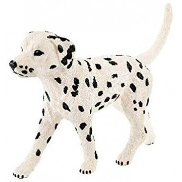 Dalmatian Male